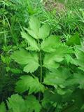 Wild parsnip